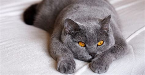 levage british shorthair metz|British Shorthair : annonces actuellement à vendre ou。